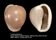 Triviella phalacra